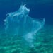 Quale l'impatto della plastica biodegradabile negli oceani?