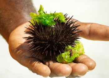 Rigenerazione marina con i ricci di mare