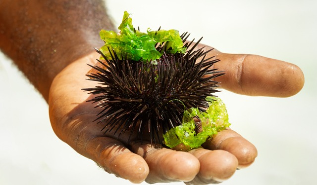 Rigenerazione marina con i ricci di mare