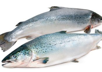 Salmone: il pesce perfetto