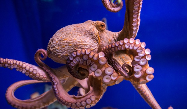 Si o no all'allevamento di polpi?