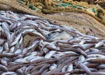 Studio clima 2024: pratiche industriali e impatto climatico