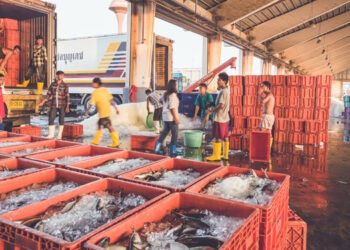 Tendenze di mercato nel settore ittico