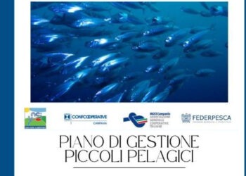 Un piano di gestione dei piccoli pelagici in Campania per il rilancio della pesca
