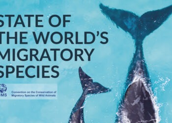 A rischio di estinzione il 97% delle specie ittiche migratorie