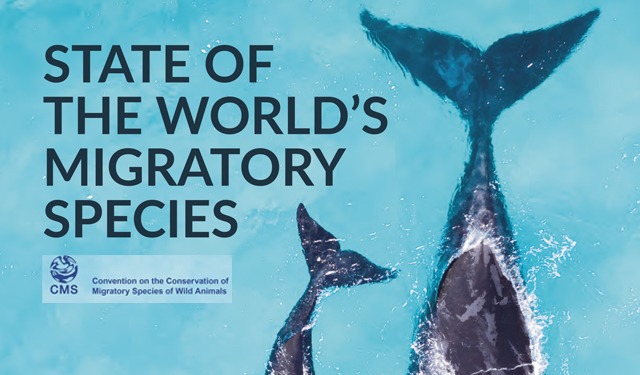 A rischio di estinzione il 97% delle specie ittiche migratorie