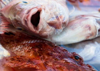 Accordo tra Marpesca Group e Coop Master Alleanza 3.0