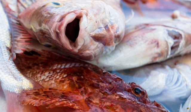 Accordo tra Marpesca Group e Coop Master Alleanza 3.0