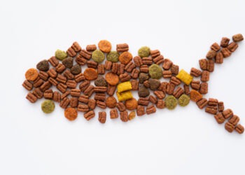 Alimentazione a base di vermi enchitreidi per un'acquacoltura sostenibile