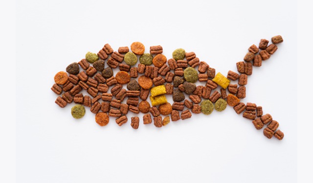 Alimentazione a base di vermi enchitreidi per un'acquacoltura sostenibile