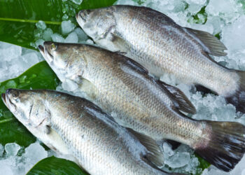 Cosmos, alimento premium su misura per il barramundi