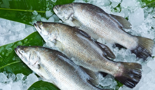 Cosmos, alimento premium su misura per il barramundi