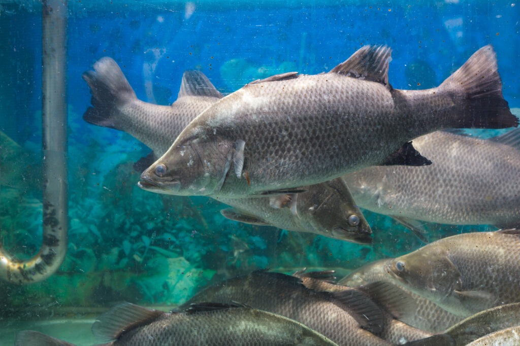 Sea Ventures trasforma gli scarti dei pesci in risorse