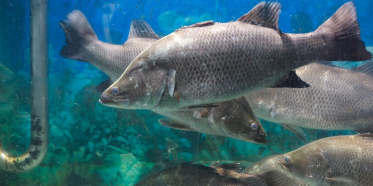 Sea Ventures trasforma gli scarti dei pesci in risorse