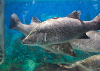 Sea Ventures trasforma gli scarti dei pesci in risorse