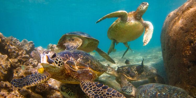 Un nuovo progetto europeo rivoluziona la protezione delle specie marine