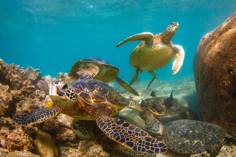 Un nuovo progetto europeo rivoluziona la protezione delle specie marine