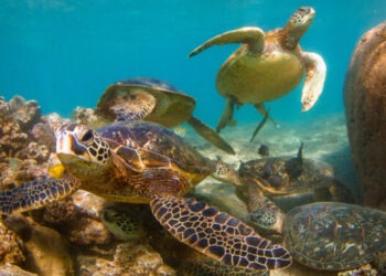 Un nuovo progetto europeo rivoluziona la protezione delle specie marine