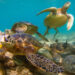 Un nuovo progetto europeo rivoluziona la protezione delle specie marine