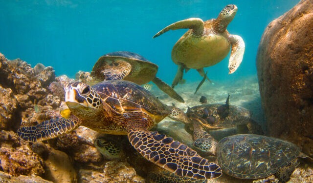 Un nuovo progetto europeo rivoluziona la protezione delle specie marine