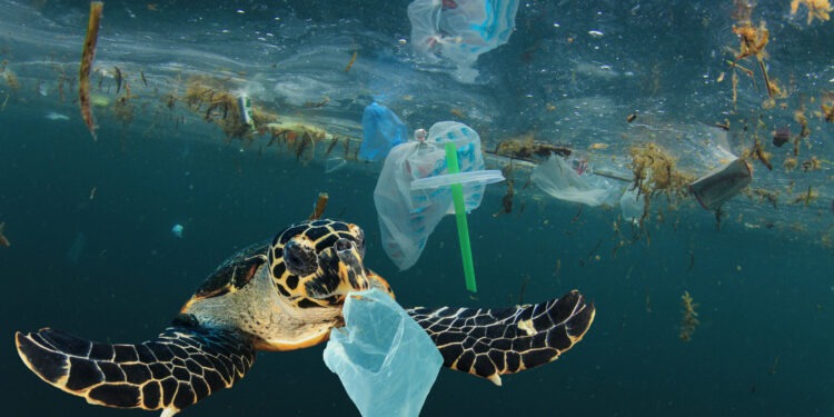 Nuovo studio sull'inquinamento da plastica