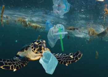 Nuovo studio sull'inquinamento da plastica