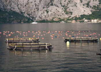 Salmonicoltura: il Cile fatica a competere con la Norvegia