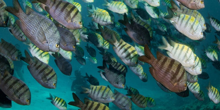 Ocean 14 Capital ottiene la certificazione B Corp™