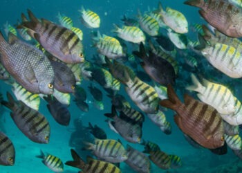 Ocean 14 Capital ottiene la certificazione B Corp™