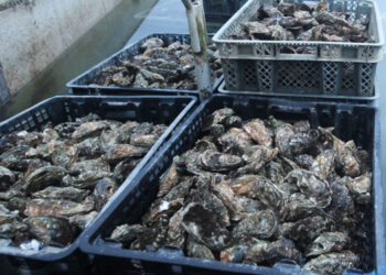 Energia solare per rivoluzionare l'acquacoltura delle ostriche