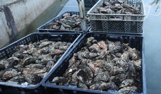 Energia solare per rivoluzionare l'acquacoltura delle ostriche