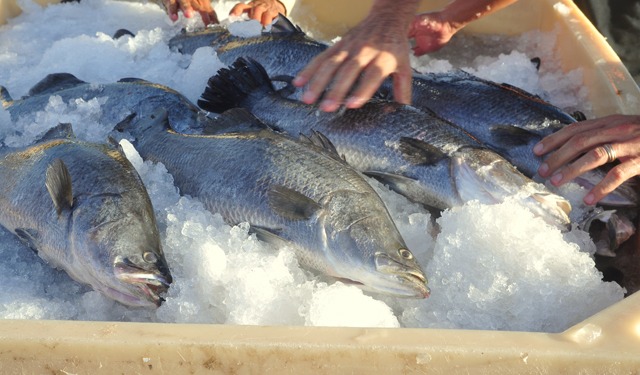 Il Vietnam verso la tecnologia digitale in acquacoltura