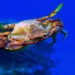 Il granchio blu indicatore dell'ambiente mediterraneo