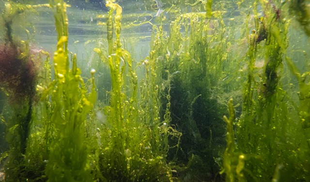 L’UE approva il primo sistema di certificazione di rimozione di carbonio