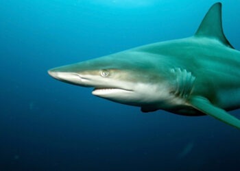 Le flotte delle Seychelles potranno pescare nelle acque di Mayotte