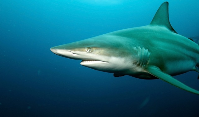 Le flotte delle Seychelles potranno pescare nelle acque di Mayotte