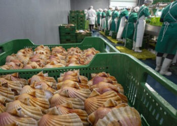 L’industria ittica deve affrontare unita le sfide globali