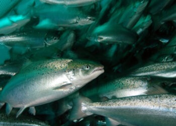 Nel 2023 record di mortalità di salmone in mare norvegese