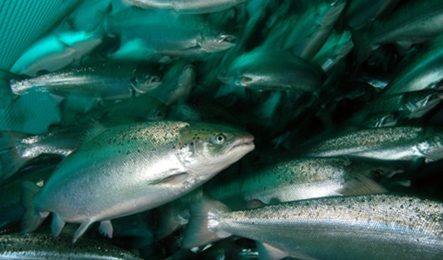 Nel 2023 record di mortalità di salmone in mare norvegese