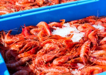 Previsioni sul mercato dei prodotti ittici