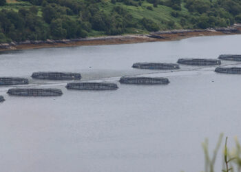 Salmone scozzese protagonista dell'esportazione alimentare britannica