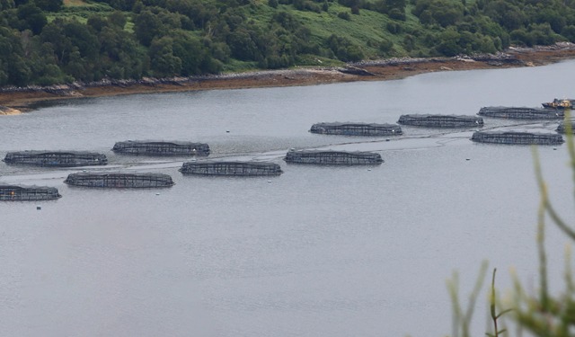 Salmone scozzese protagonista dell'esportazione alimentare britannica