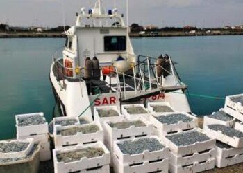 Progetto per pesca bianchetto si scontra con burocrazia UE