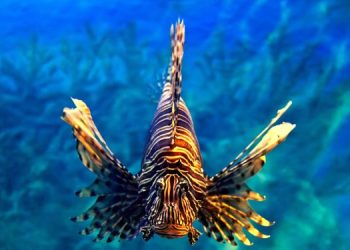 Campagna Acli Terra contro il pesce leone nel Mediterraneo