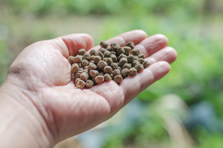 L'alimentazione alternativa nell'acquacoltura richiede un approccio complementare