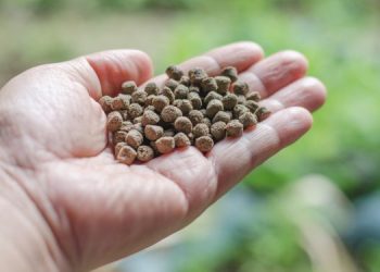 L'alimentazione alternativa nell'acquacoltura richiede un approccio complementare