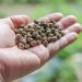 L'alimentazione alternativa nell'acquacoltura richiede un approccio complementare