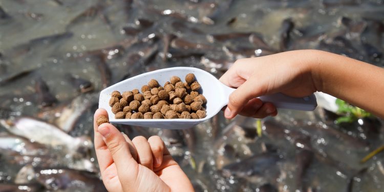 La Norvegia aumenta l'uso di materie prime locali nei mangimi per acquacoltura