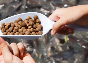 La Norvegia aumenta l'uso di materie prime locali nei mangimi per acquacoltura