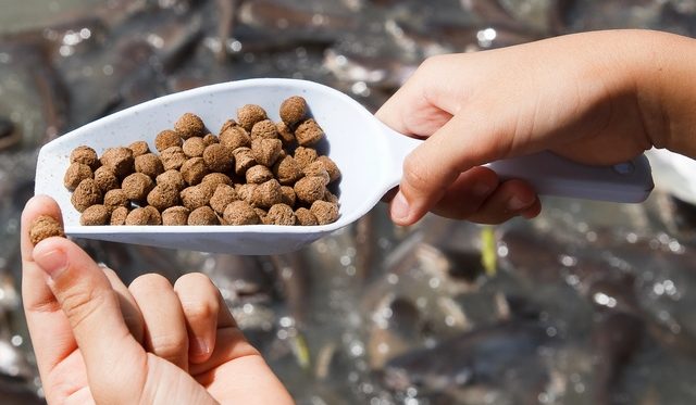 La Norvegia aumenta l'uso di materie prime locali nei mangimi per acquacoltura
